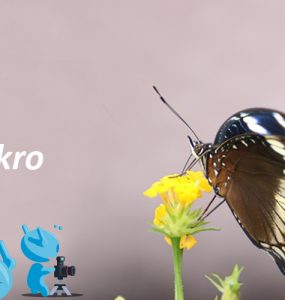 Tips dan Trik Fotografi Makro 1