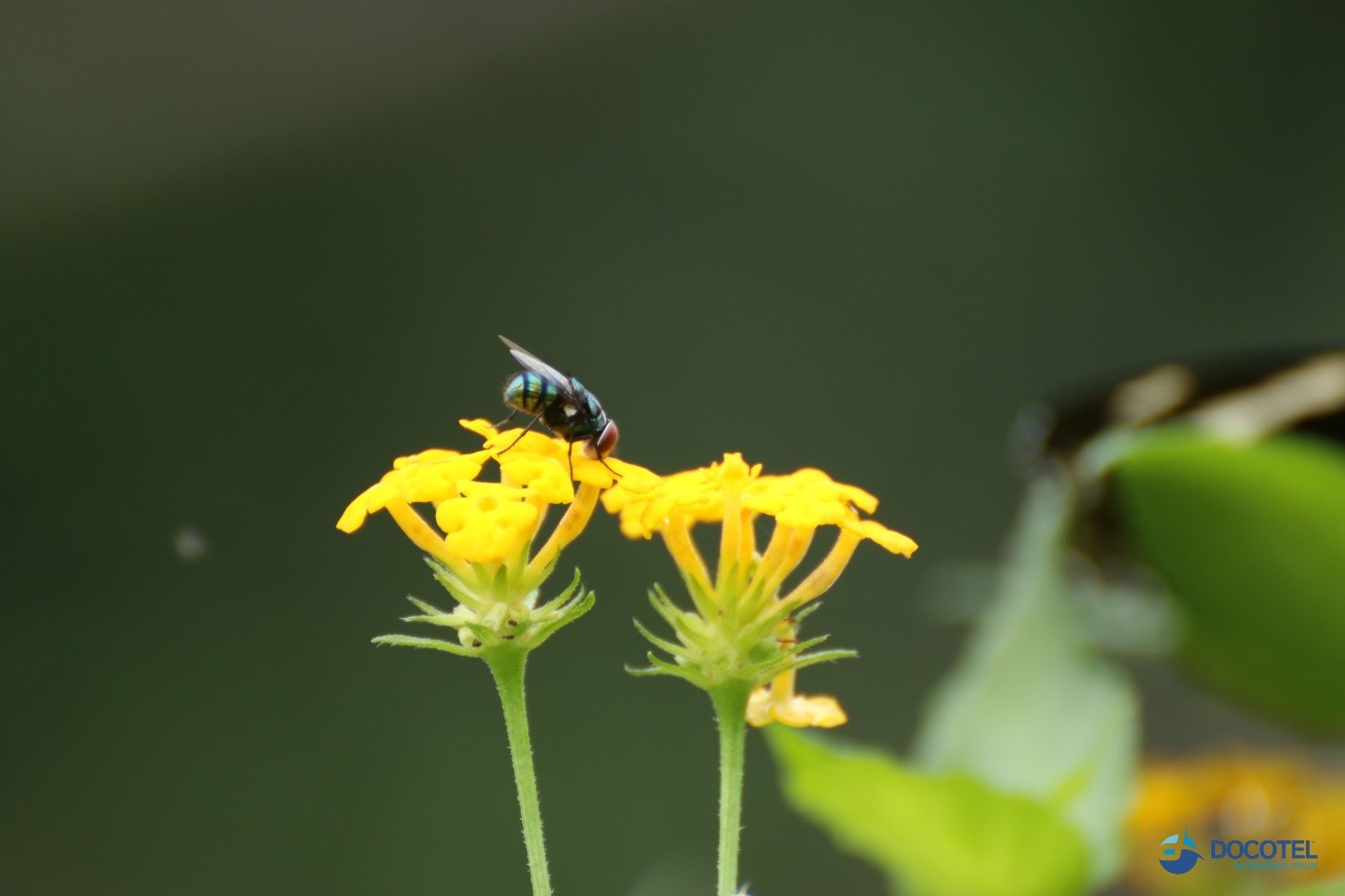 Tips dan Trik Fotografi Makro 3