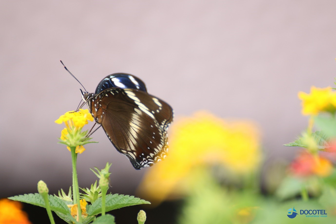 Tips dan Trik Fotografi Makro 2